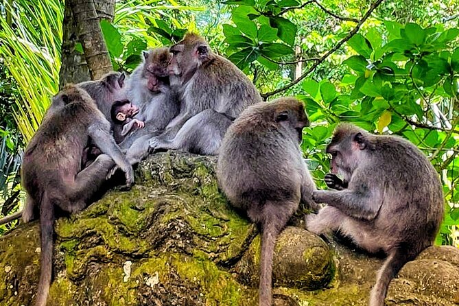 Ubud Tour - Highlight of Ubud - Traditional Tour - Accessibility and Inclusions