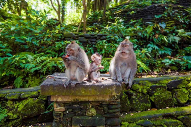 Ubud Tour: Monkey Forest, Rice Terrace, Temple FREE ENTRANCE - Cultural Engagement and Experience