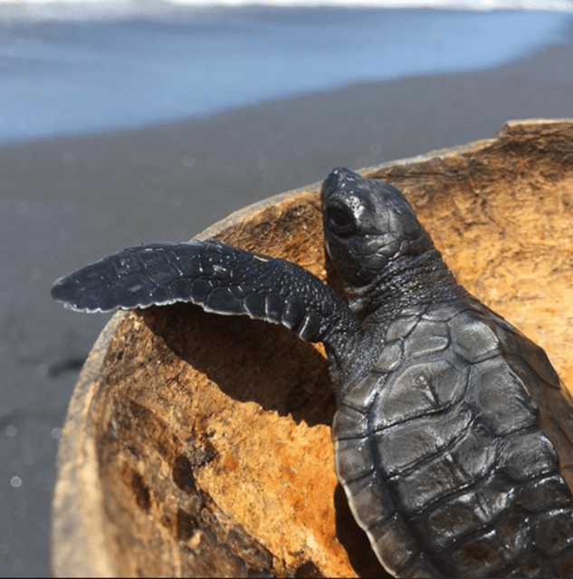 Ubud: Turtle Conservation With Balinese Compound Lunch - Key Points