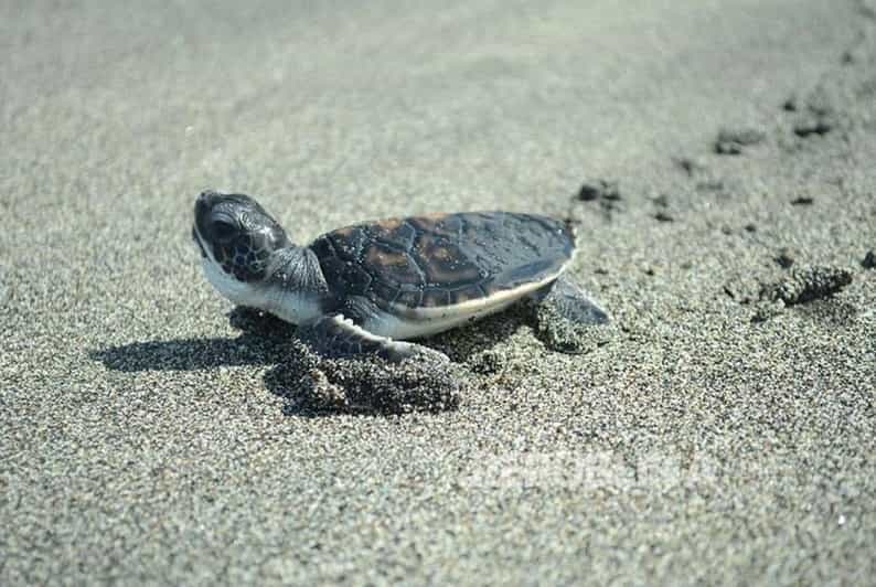 Ubud: Turtle Conservation With Balinese Compound Lunch - Itinerary and Transportation