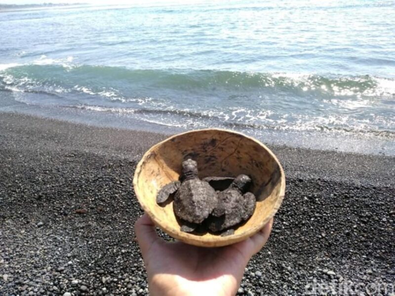 Ubud: Turtle Conservation With Balinese Compound Lunch - Cultural Experience