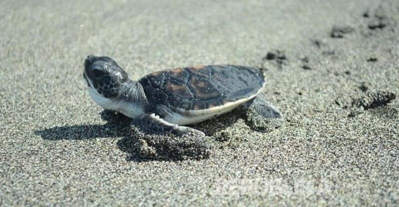 Ubud: Turtle Conservation With Balinese Compound Lunch - Important Information