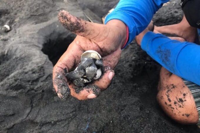 Ubud: Turtle Conservation With Balinese Compound Lunch - Pickup Locations