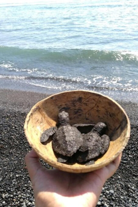Ubud: Turtle Conservation With Balinese Compound Lunch - Frequently Asked Questions