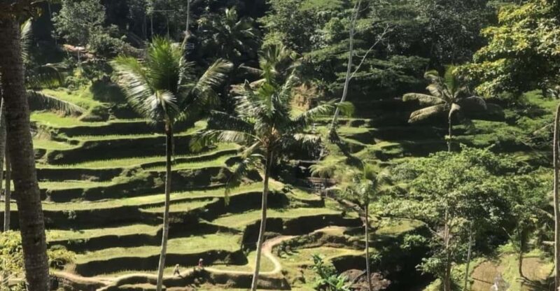 Ubud: Ubud Day Tour With Rice Terraces, Temple, Etc - Key Points