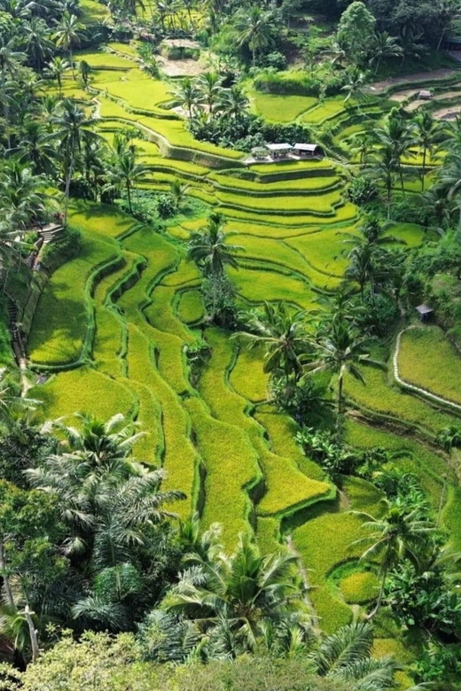 Ubud: Ubud Day Tour With Rice Terraces, Temple, Etc - Rice Terraces
