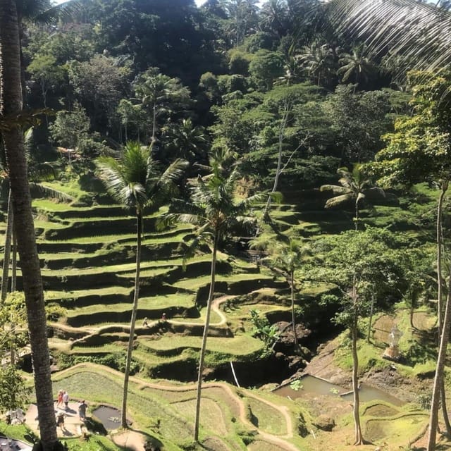Ubud: Ubud Day Tour With Rice Terraces, Temple, Etc - Local Plantations