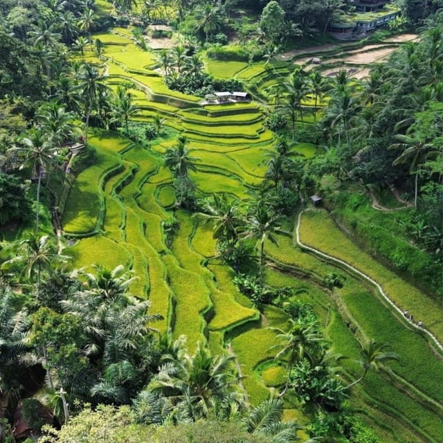 Ubud: Ubud Day Tour With Rice Terraces, Temple, Etc - Tirta Empul Temple