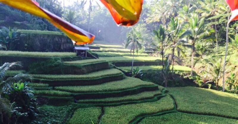 Ubud & Volcano Hot Springs Tours - Itinerary Highlights