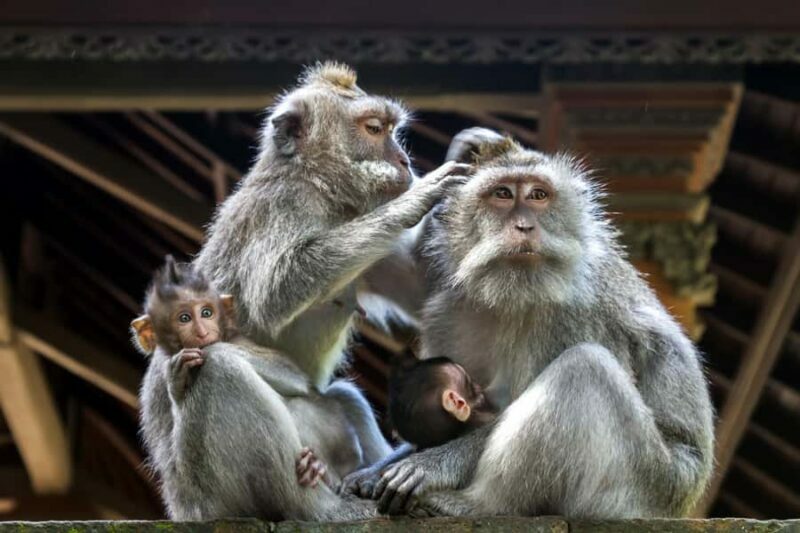 Ubud: Walking Tour with Campuhan Ridge & Monkey Forest - An In-Depth Look at the Ubud Walking Tour