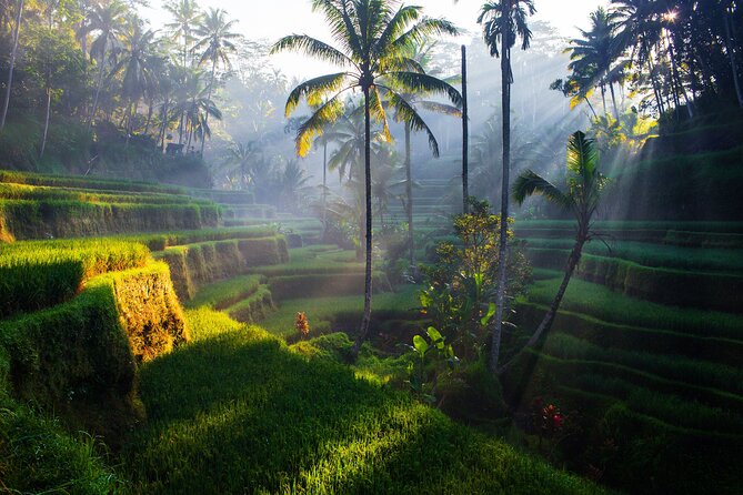 Ubud Waterfall, Rice Terraces, and Swing Explore - Ubud Swing