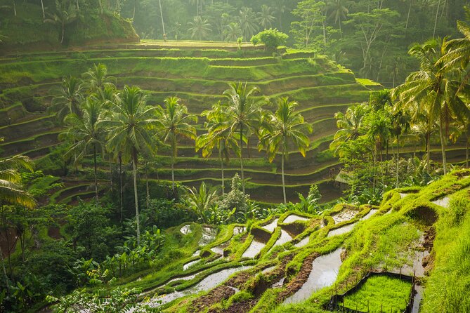 Ubud Waterfall, Rice Terraces, and Swing Explore - Additional Information