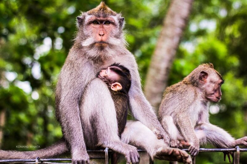 Ubud: Waterfall, Rice Terraces & Monkey Forest Private Tour - Inclusions
