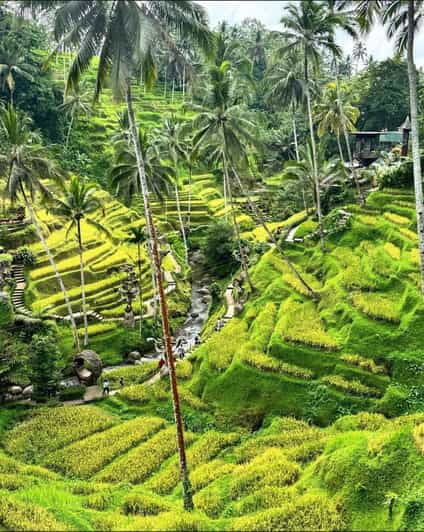 Ubud Waterfall, Tirta Empul Temple & Swing Activity - Experience Highlights
