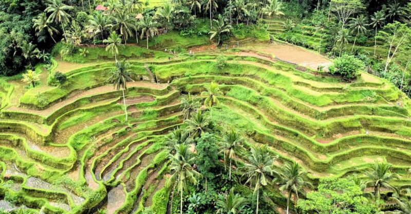 Ubud: Waterfalls, Monkey Forest, Rice Terrace, Private Tour - Itinerary Highlights