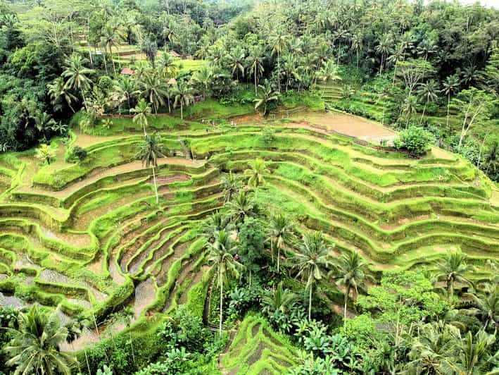 Ubud: Waterfalls, Monkey Forest, Rice Terrace, Private Tour - Transportation and Pickup