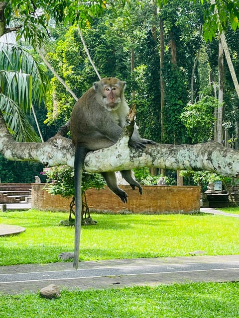 Ubud: Waterfalls, Monkey Forest, Rice Terrace, Private Tour - Tour Inclusions