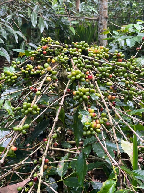 Ubud: Waterfalls, Monkey Forest, Rice Terrace, Private Tour - Important Information