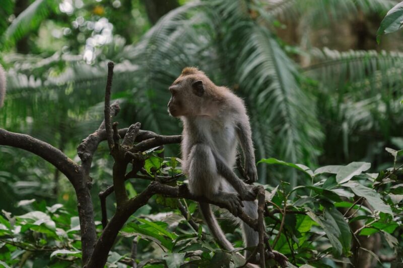 Ubud: Waterfalls, Rice Terrace & Monkey Forrest Private Tour - Key Points