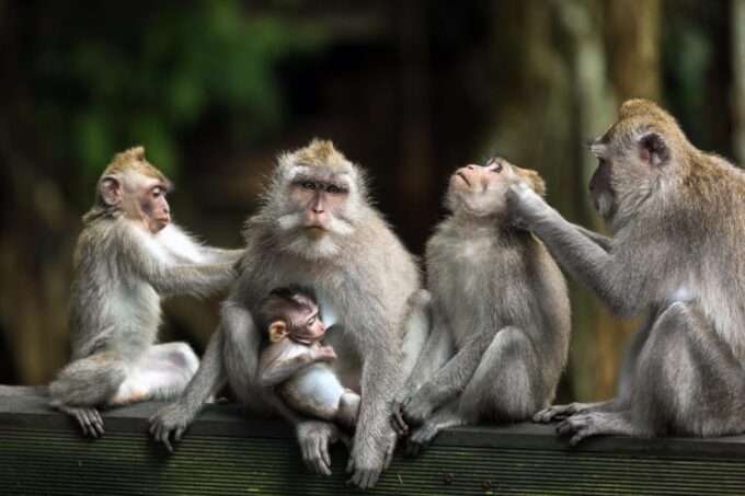 Ubud: Waterfalls, Water Temple, Rice Field and Monkey Forest - Pickup and Drop-off Locations