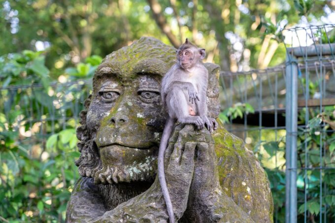 Ubud: Waterfalls, Water Temple, Rice Field and Monkey Forest - Frequently Asked Questions
