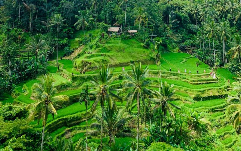 Ubud: Waterfalls, Water Temple & Rice Terraces Private Tour - Tour Inclusions and Requirements