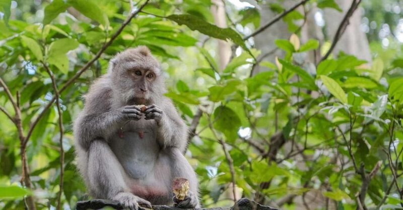 Ubud:Monkey Forest, Rice Terraces, Water Temples, Waterfalls - Major Attractions