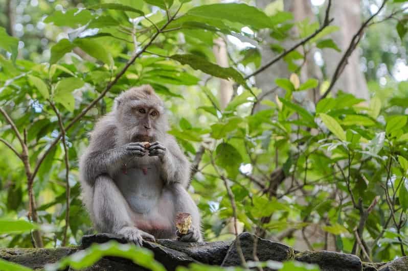 Ubud:Monkey Forest, Rice Terraces, Water Temples, Waterfalls - Included Services