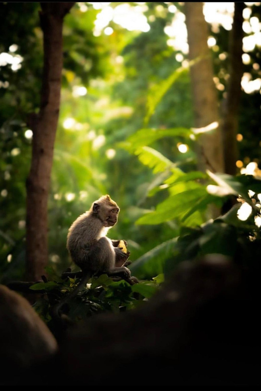 Ubudtours: Hidden Waterfalls , Rice Teras and Mongkey Forest - Highlights and Attractions