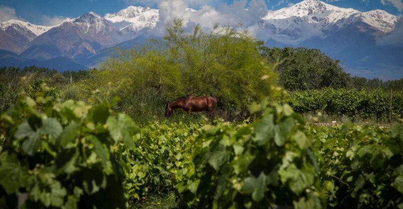 Uco Deluxe: Best Wineries and a Real Argentine Asado - Savoring the Authentic Argentine Barbecue