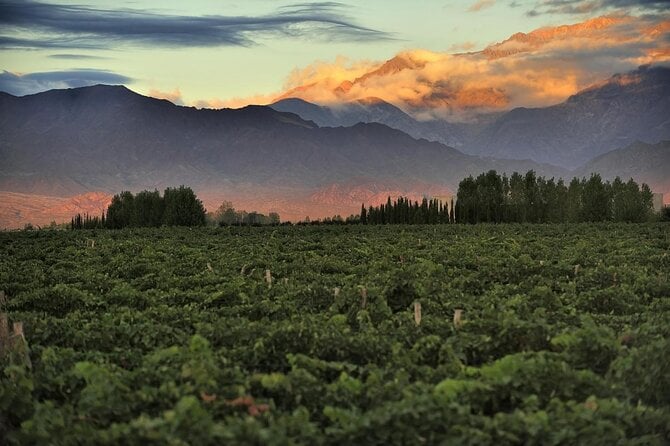 Uco Valley Wine Experience - The Best Private Wine Tour and Lunch - Knowledgeable and Passionate Tour Guides