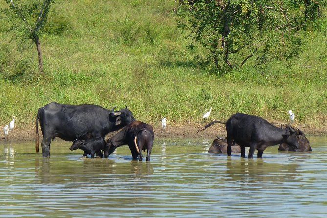 Uda Walawe Safari 1-Day-Tour From Mirissa, Weligama, Ahangama - Transportation and Meeting Details
