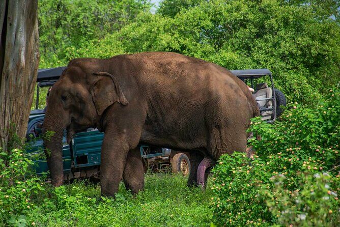 Udawalawa National Park All Inclusive Safari Tour from Hambantota - Key Points
