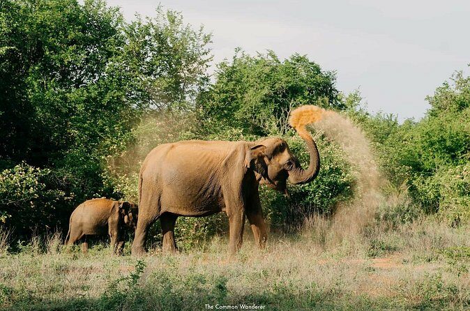 Udawalawa National Park All Inclusive Safari Tour from Hambantota - What Travelers Say (Based on Reviews)
