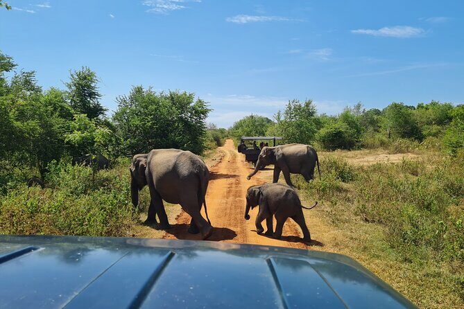 Udawalawa National Park All Inclusive Safari Tour from Hambantota - Who Is This Tour Best For?