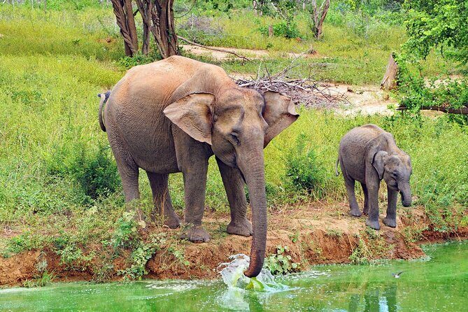 Udawalawa National Park All Inclusive Safari Tour from Hambantota - The Sum Up