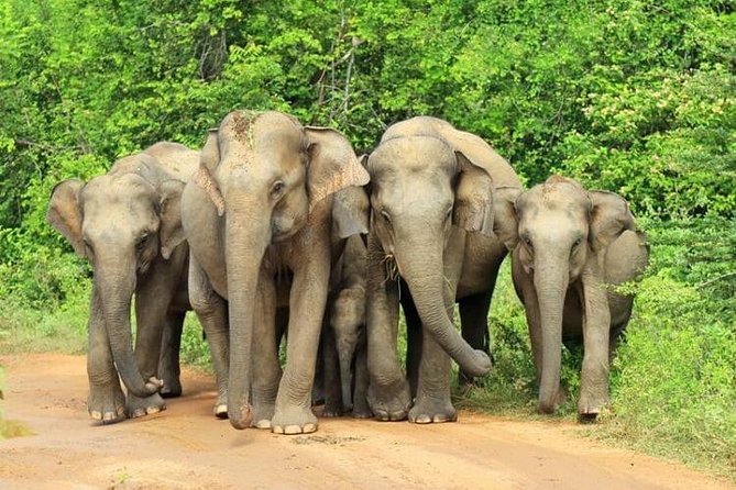 Udawalawa National Park Day Tour - Wildlife and Attractions