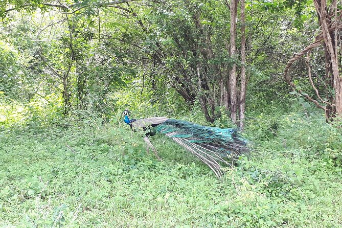 Udawalawa National Park Day Tour - Inclusions and Pricing