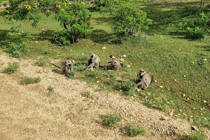 Udawalawa National Park Day Tour - Customer Feedback