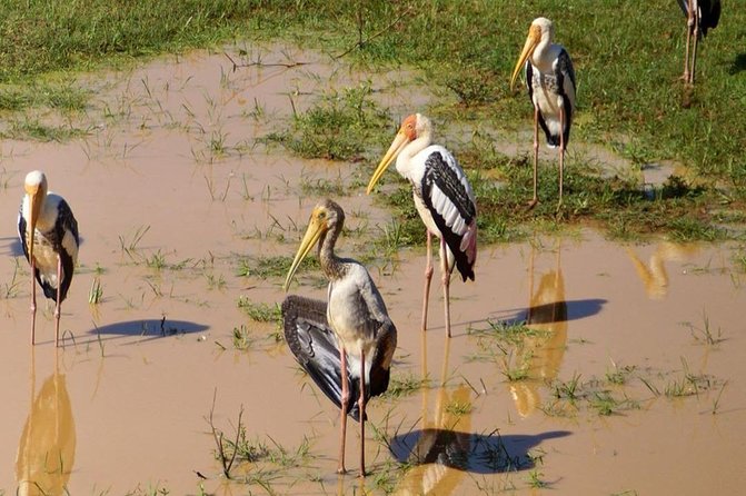 Udawalawa National Park Half Day Safari - Transportation Details