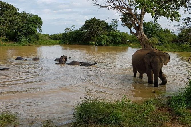 Udawalawa National Park Half Day Safari - Included Amenities