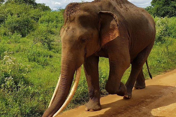 Udawalawa National Park Half Day Safari - Accessibility Considerations