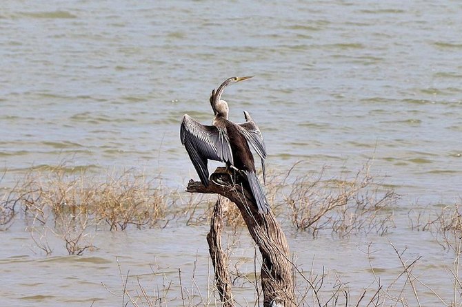 Udawalawa National Park Half Day Safari - Pricing and Booking
