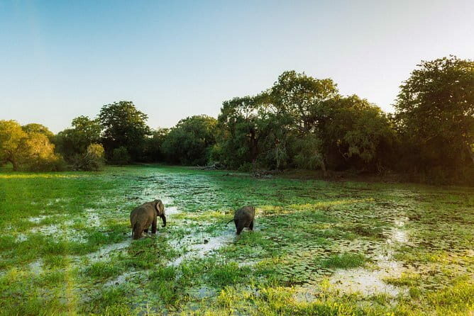 Udawalawa National Park & Orphanage Visit from Hambantota Port - Conclusions: Is It Worth It?