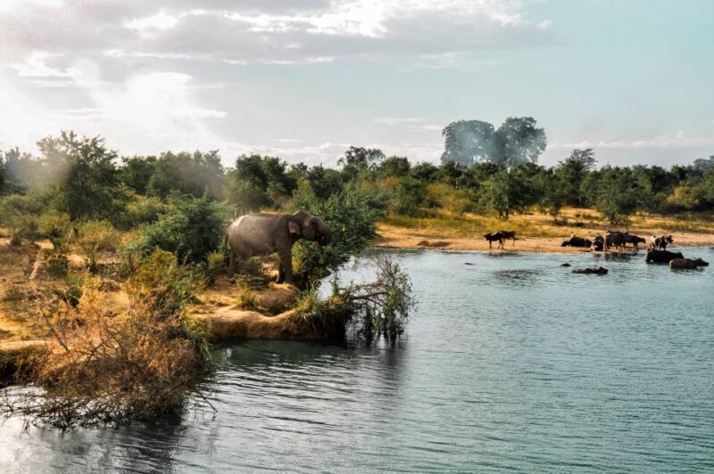 Udawalawa National Park: Private Safari - Customer Ratings and Feedback