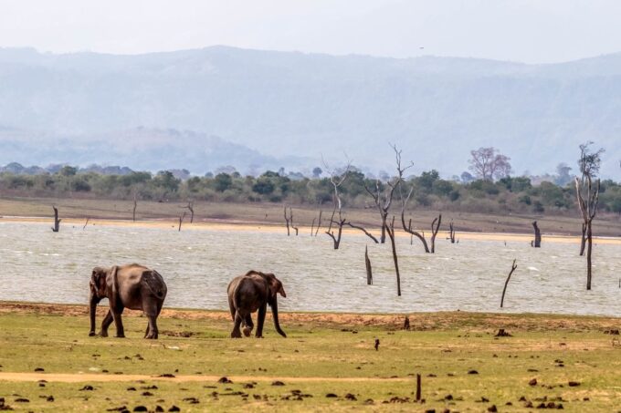 Udawalawa National Park: Private Safari - Cancellation Policy