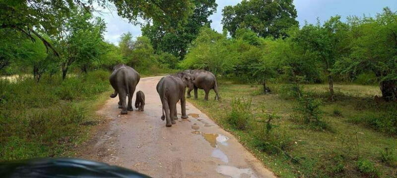 Udawalawa National Park Safari & Elephant Transit Home Tour - What to Expect from the Tour