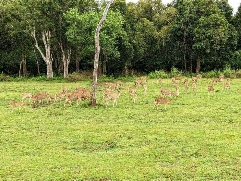 Udawalawa National Park Safari & Elephant Transit Home Tour - Who Will Love This Experience?