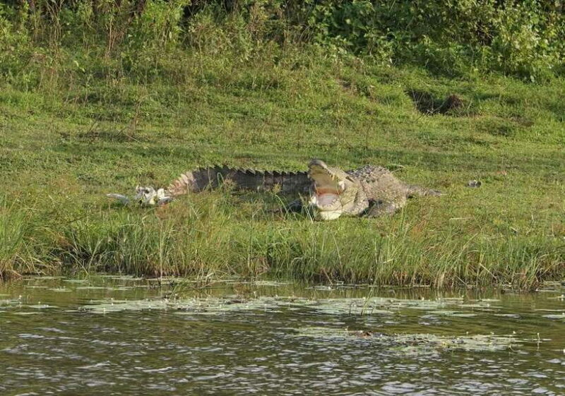 Udawalawa National Park Safari & Elephant Transit Home Tour - The Sum Up