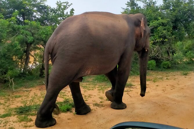 Udawalawa National Park Safari Trip From Hikkaduwa/Galle/Weligama - Pricing and Cancellation Policy